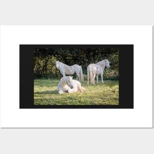 White Ponies Posters and Art